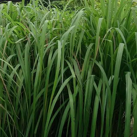 aroma oil