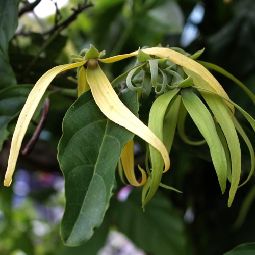 AROMANNA™ Ylang Ylang Aroma Oil (15ML)